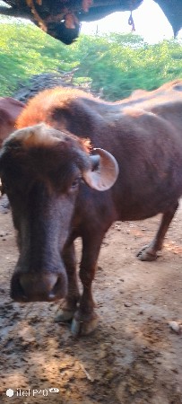 થંબનેલ 3