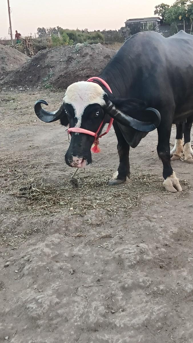 થંબનેલ 2