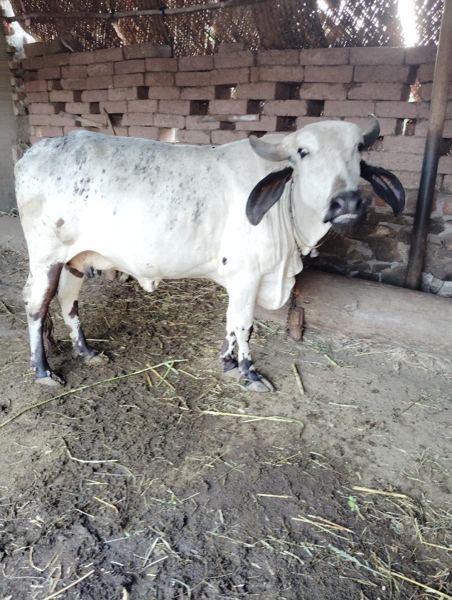 ગાય વેચવાની છે