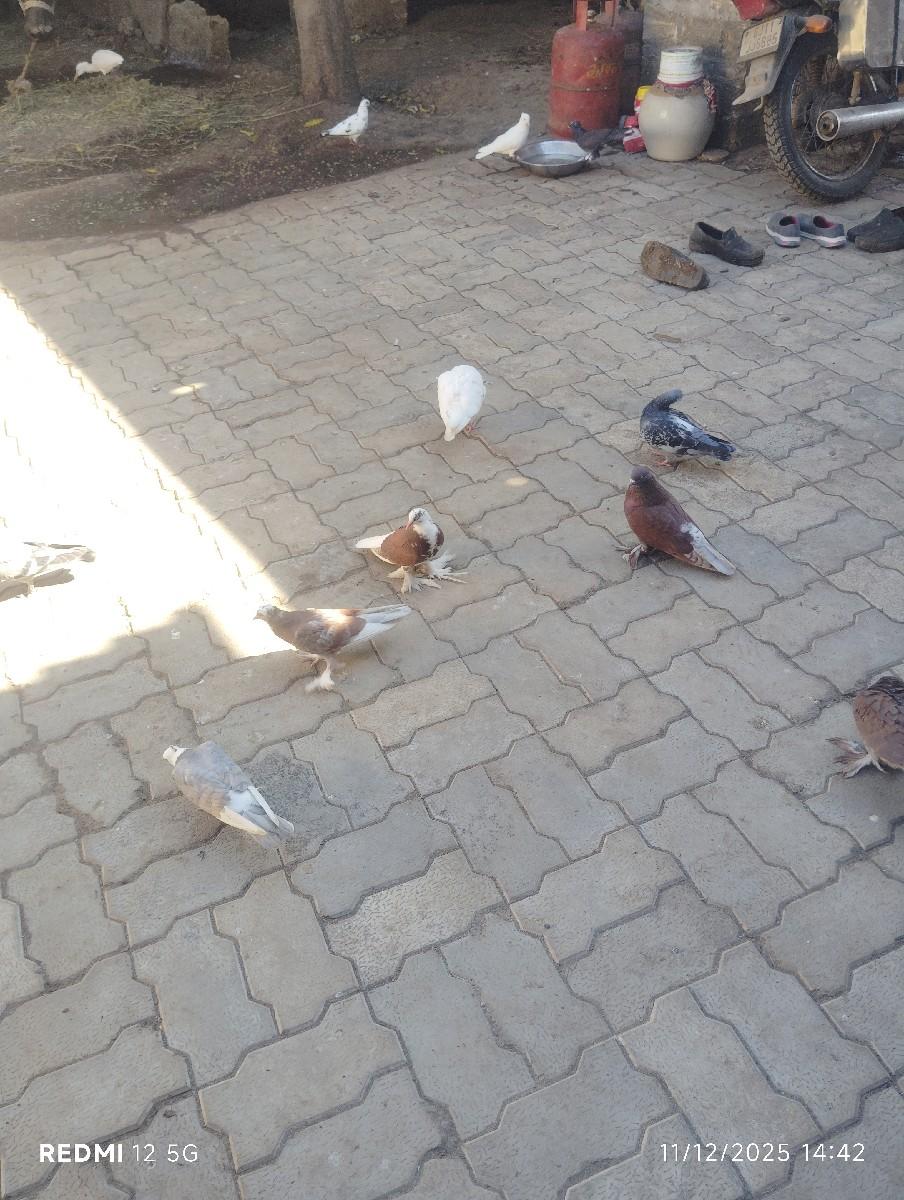 कबूतर वेचवा छे