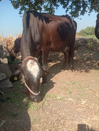 थंबनेल 3