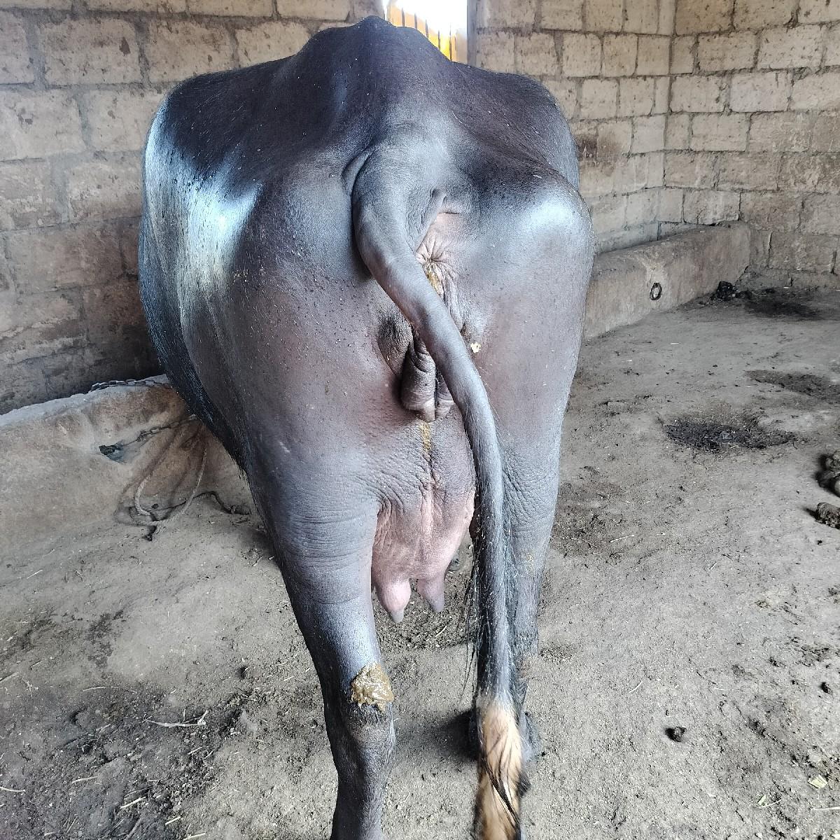 થંબનેલ 2