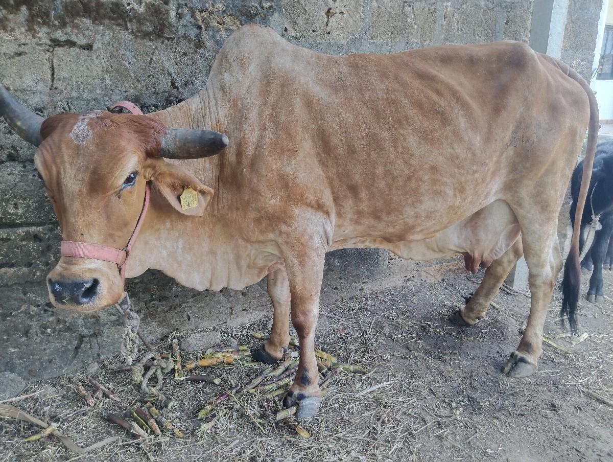ગાય વેચવાની છે