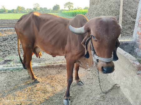 થંબનેલ 2