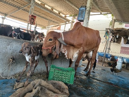 ગાય વેચવાની છે