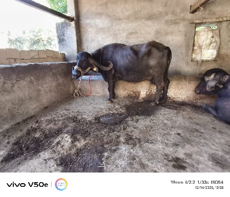 આ ભેંસ આપવાની છે