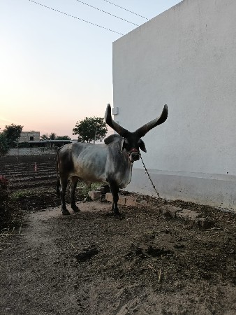 थंबनेल 2