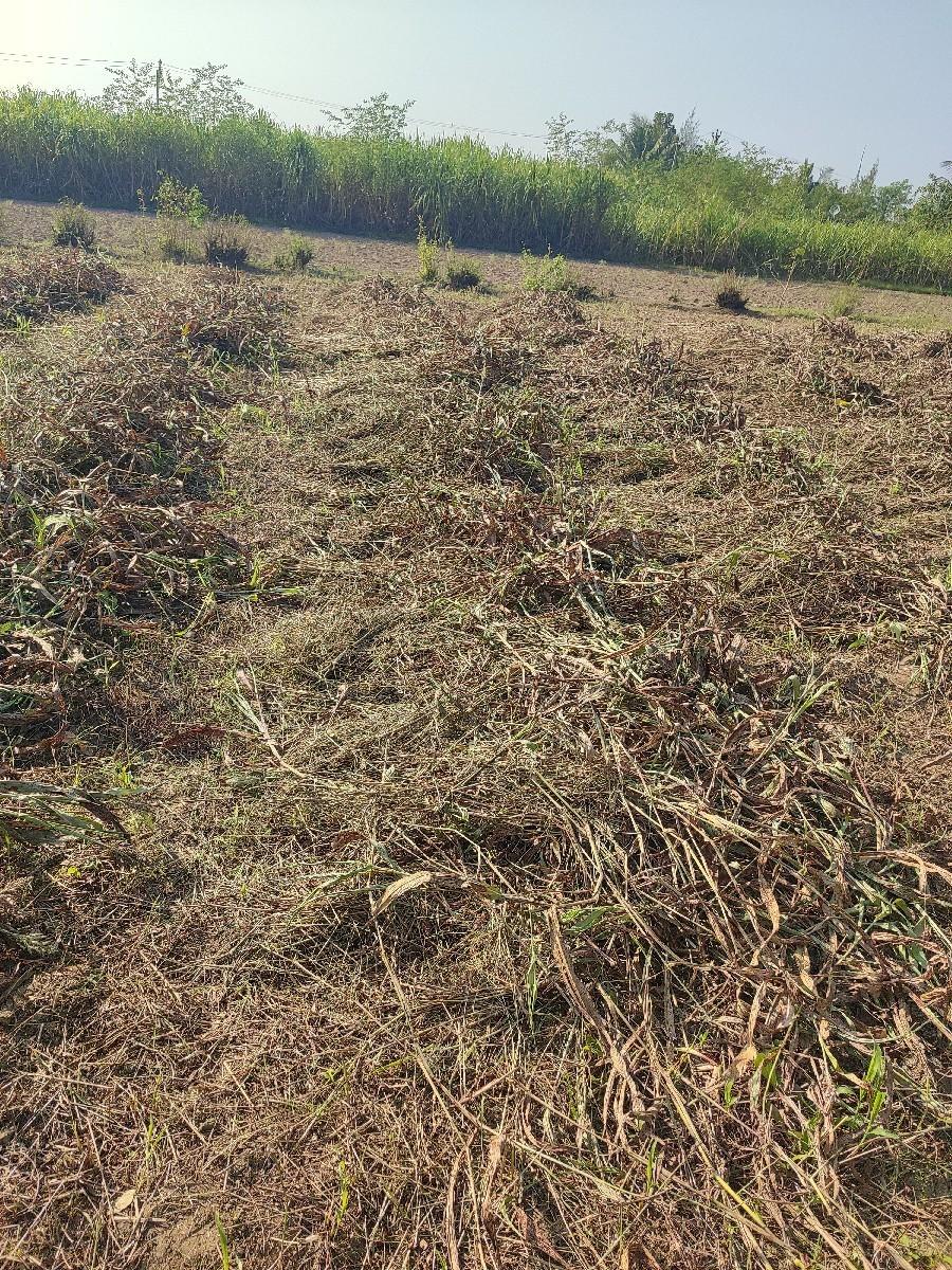 જુવાર નો ચારો વેચવાનો છે