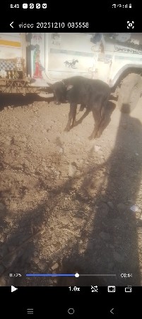 થંબનેલ 2