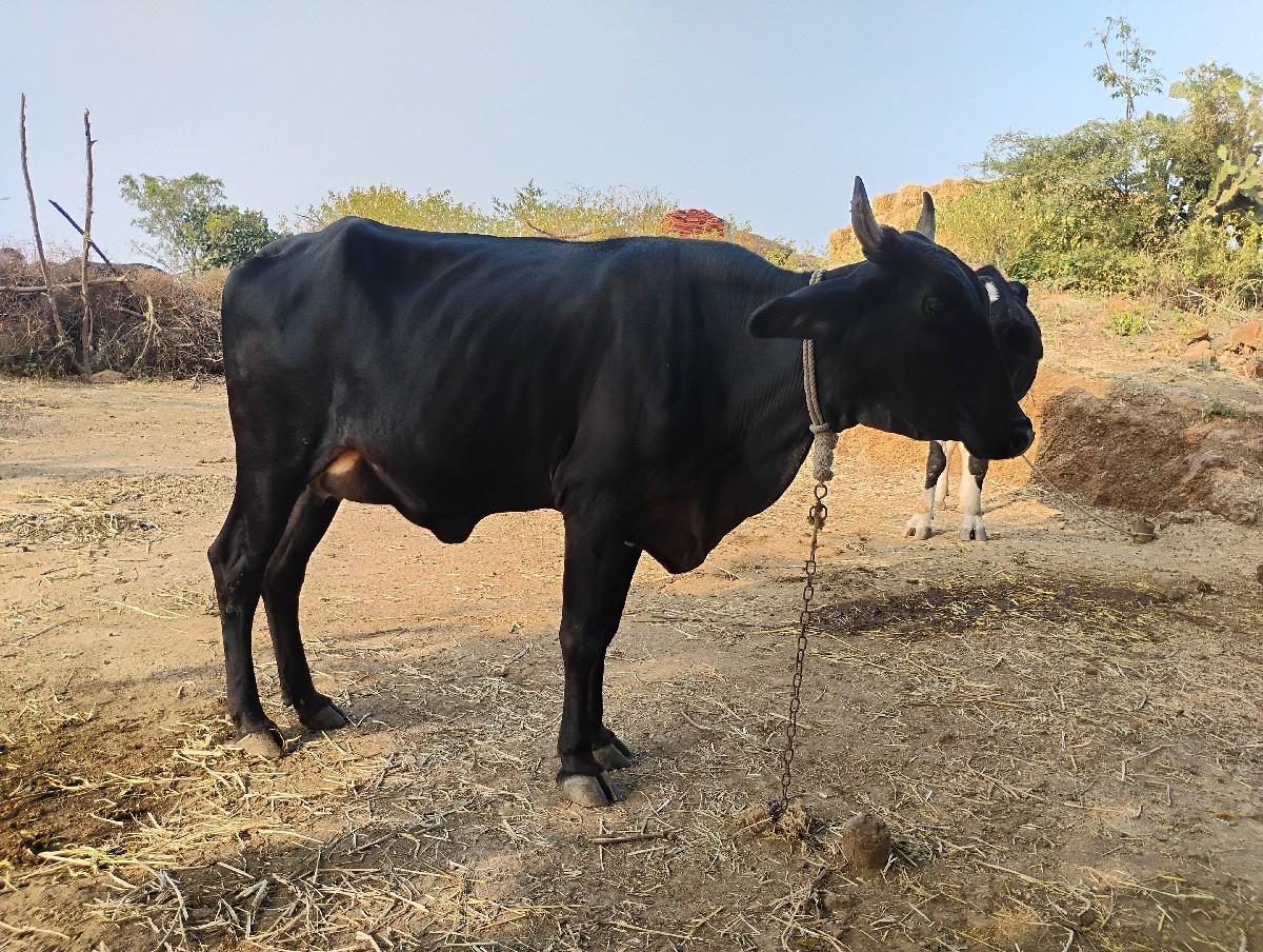 थंबनेल 3