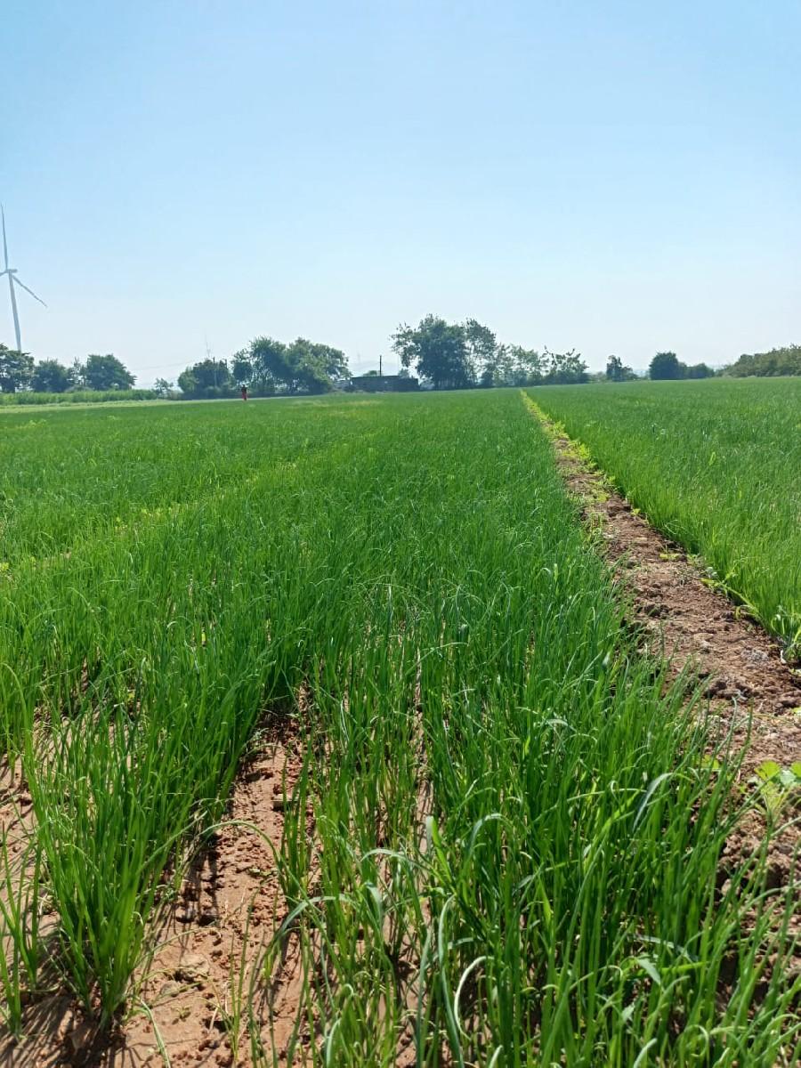 પીળી પતિ ડુંગળીનો રોપ