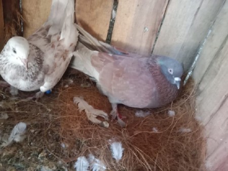 થંબનેલ 2