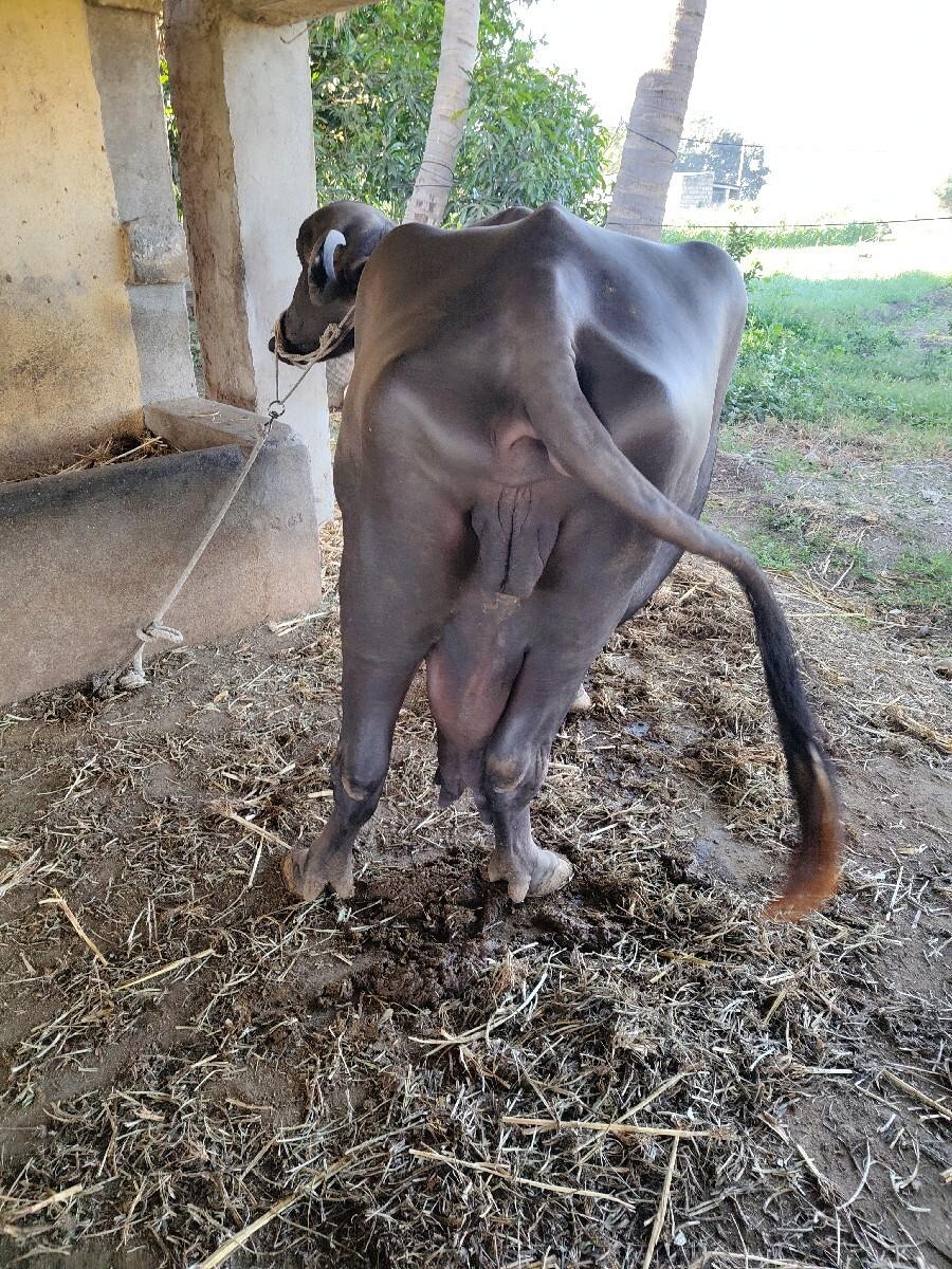 ભેંસ વેચવાની છે