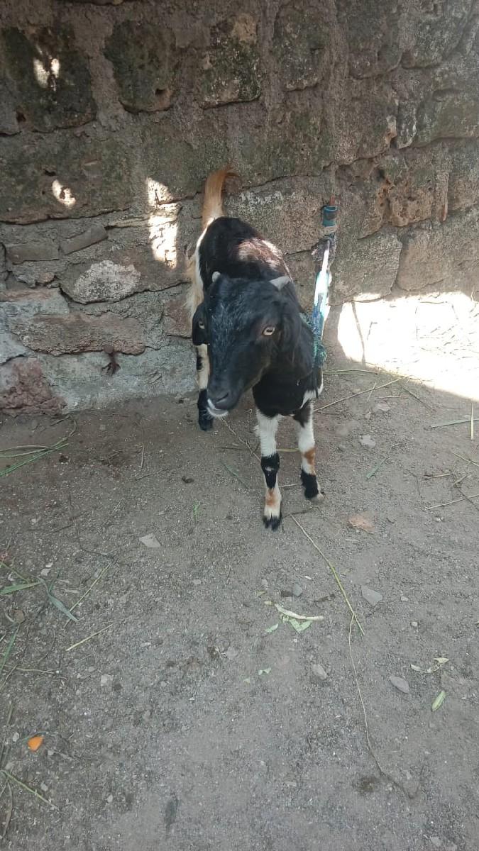 થંબનેલ 2