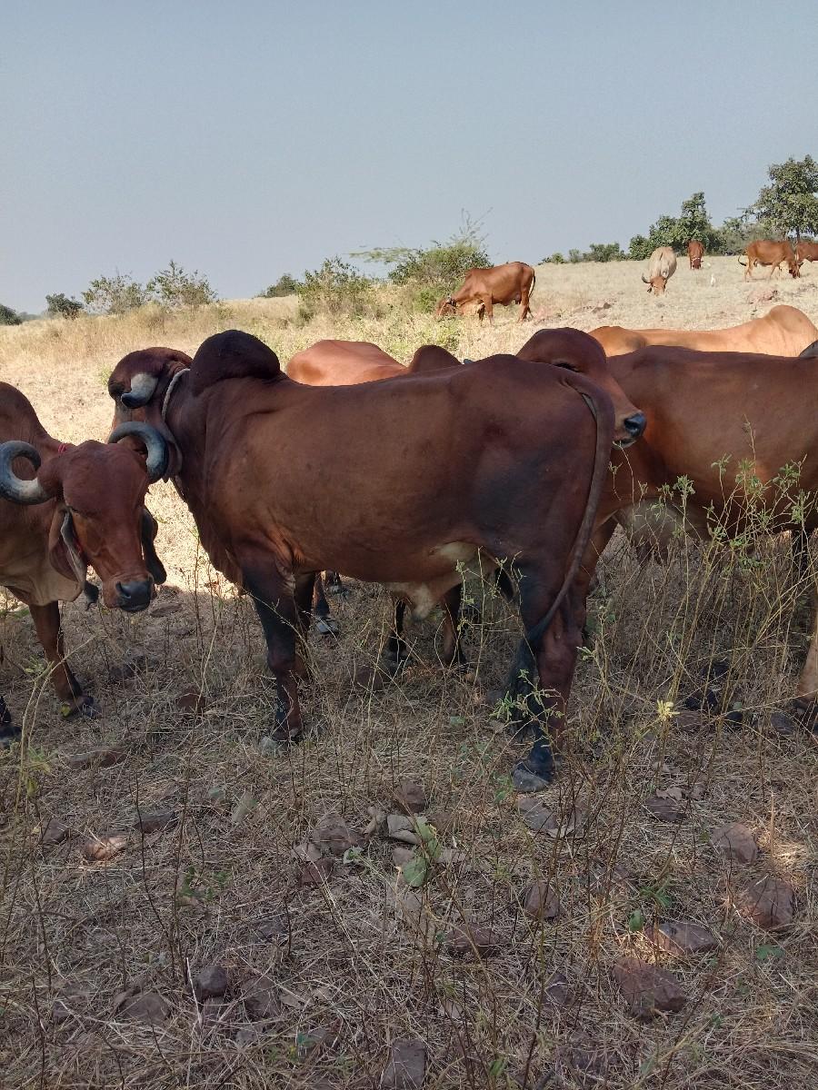 ખૂટ ફ્રી માં આપવાનો છે