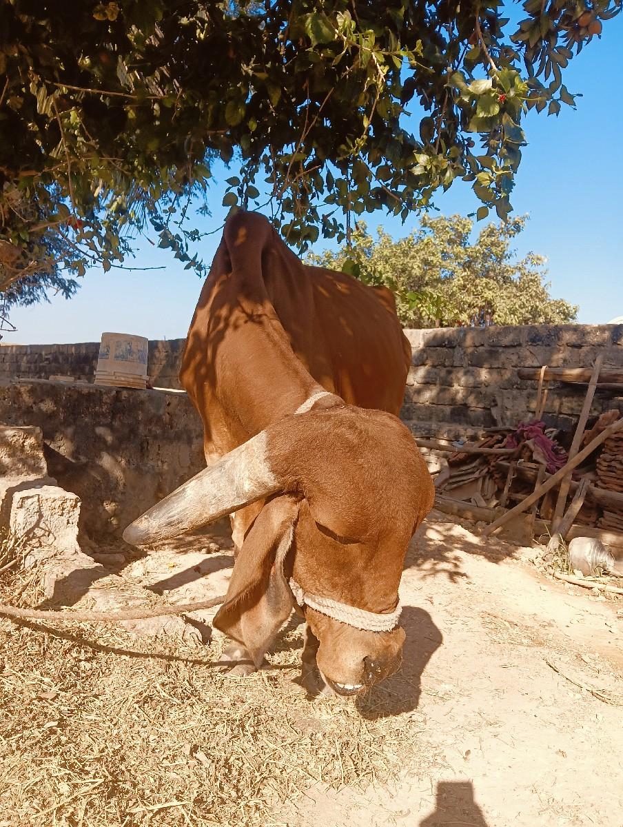 ગીર ગાય 
પેલું વેતર આપવા ની છે