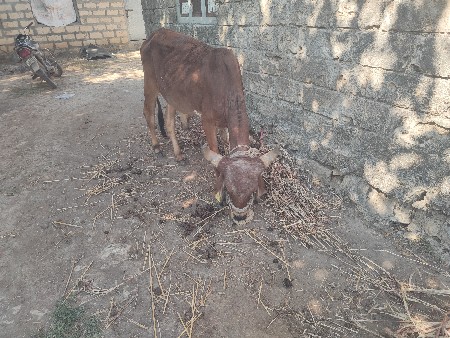 થંબનેલ 3