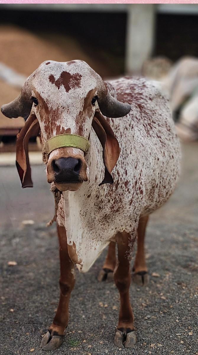 ગીર ગાય