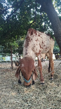 વાસટી વેચવા ની છે