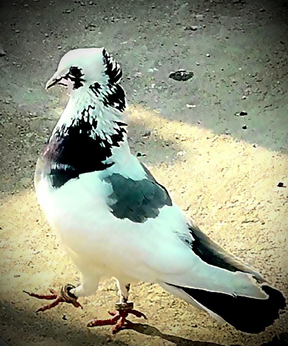 કબૂતર વેચવા ના છે