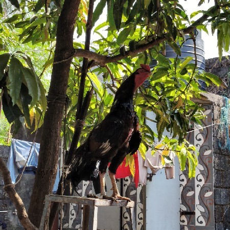 લાખા અસીલ મરઘો વેચવાનો છે