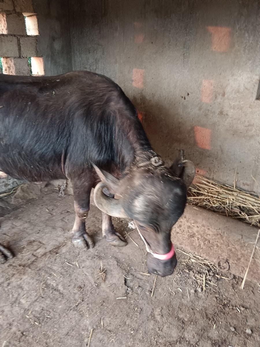 થંબનેલ 3