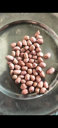 37 નંબર મગફળી