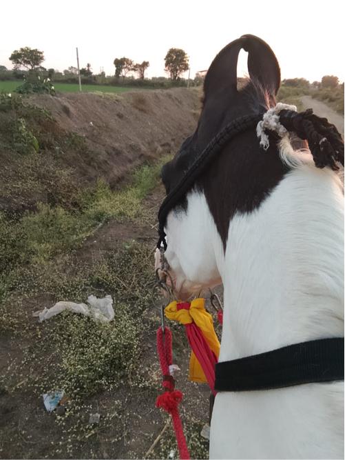 थंबनेल 2