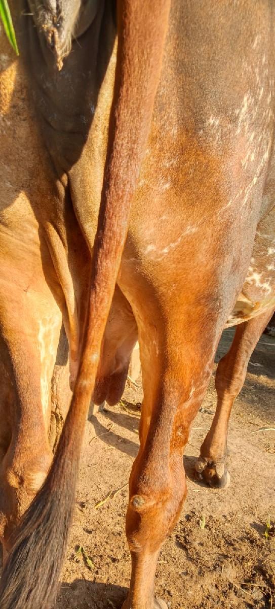 थंबनेल 3