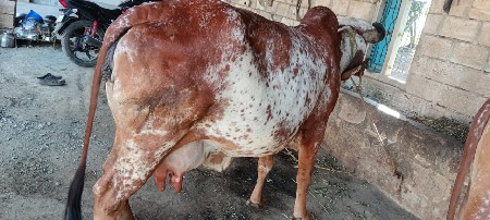 ગાય.વેચવા.ની.છે