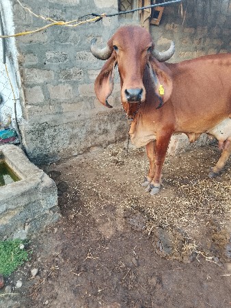 ગીર ગાય સોજી