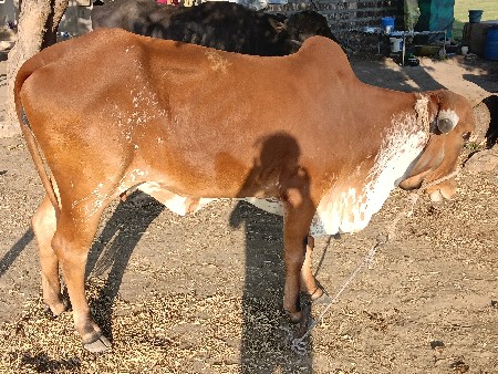 થંબનેલ 3