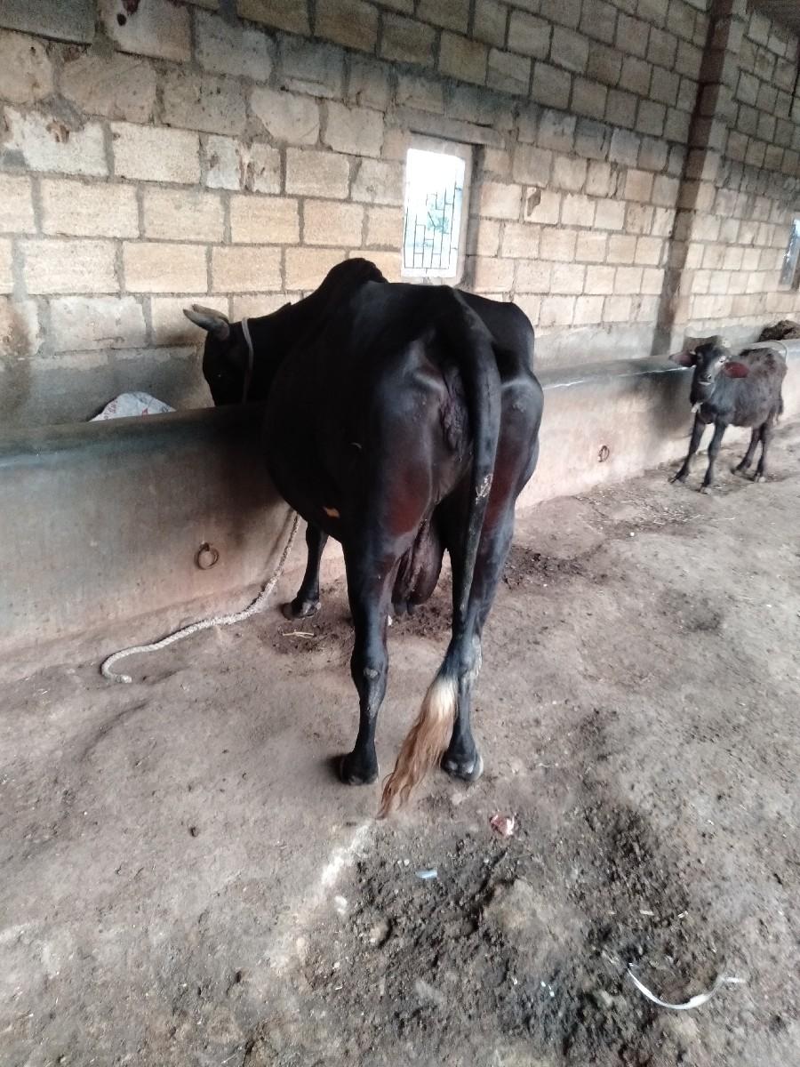 थंबनेल 3