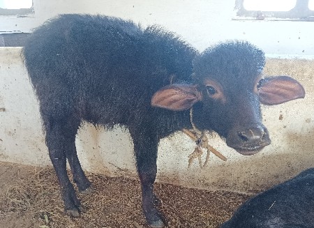 थंबनेल 3