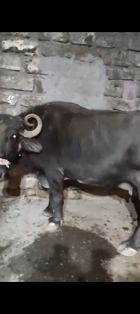 ત્રીજું વેતર