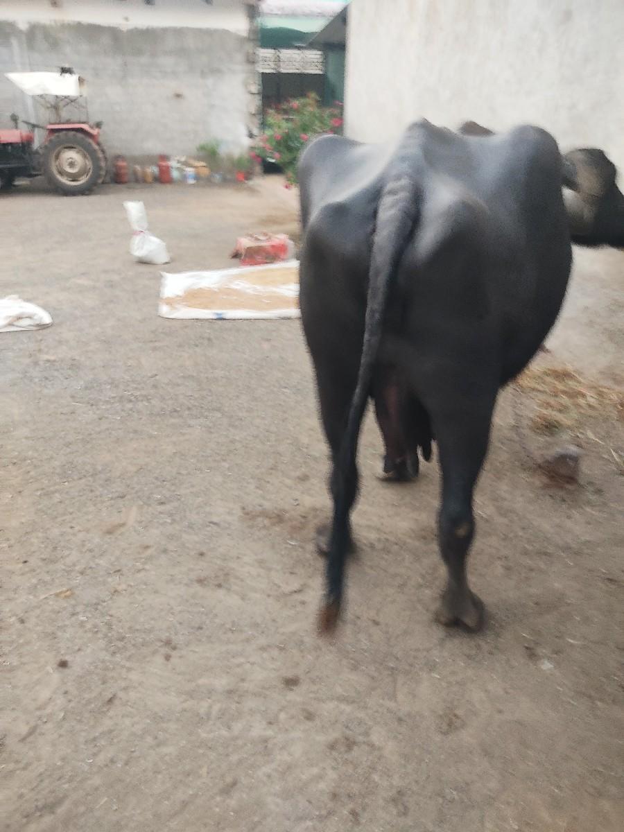 थंबनेल 2