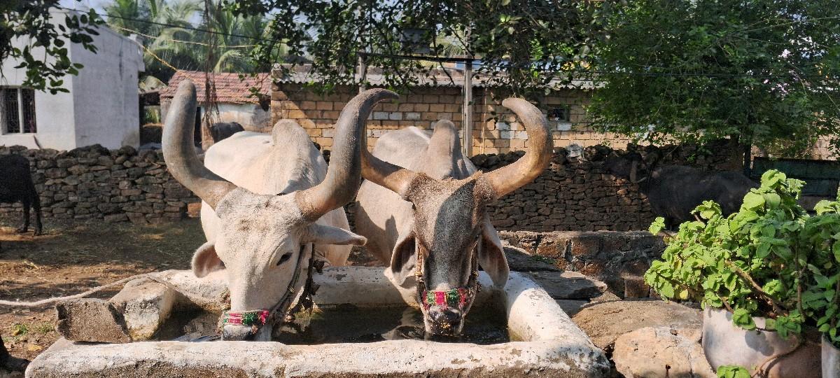 थंबनेल 2