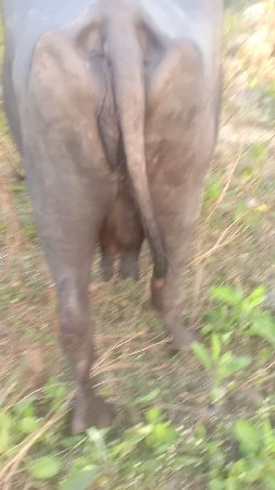 ભેંસ વેચવાની છે