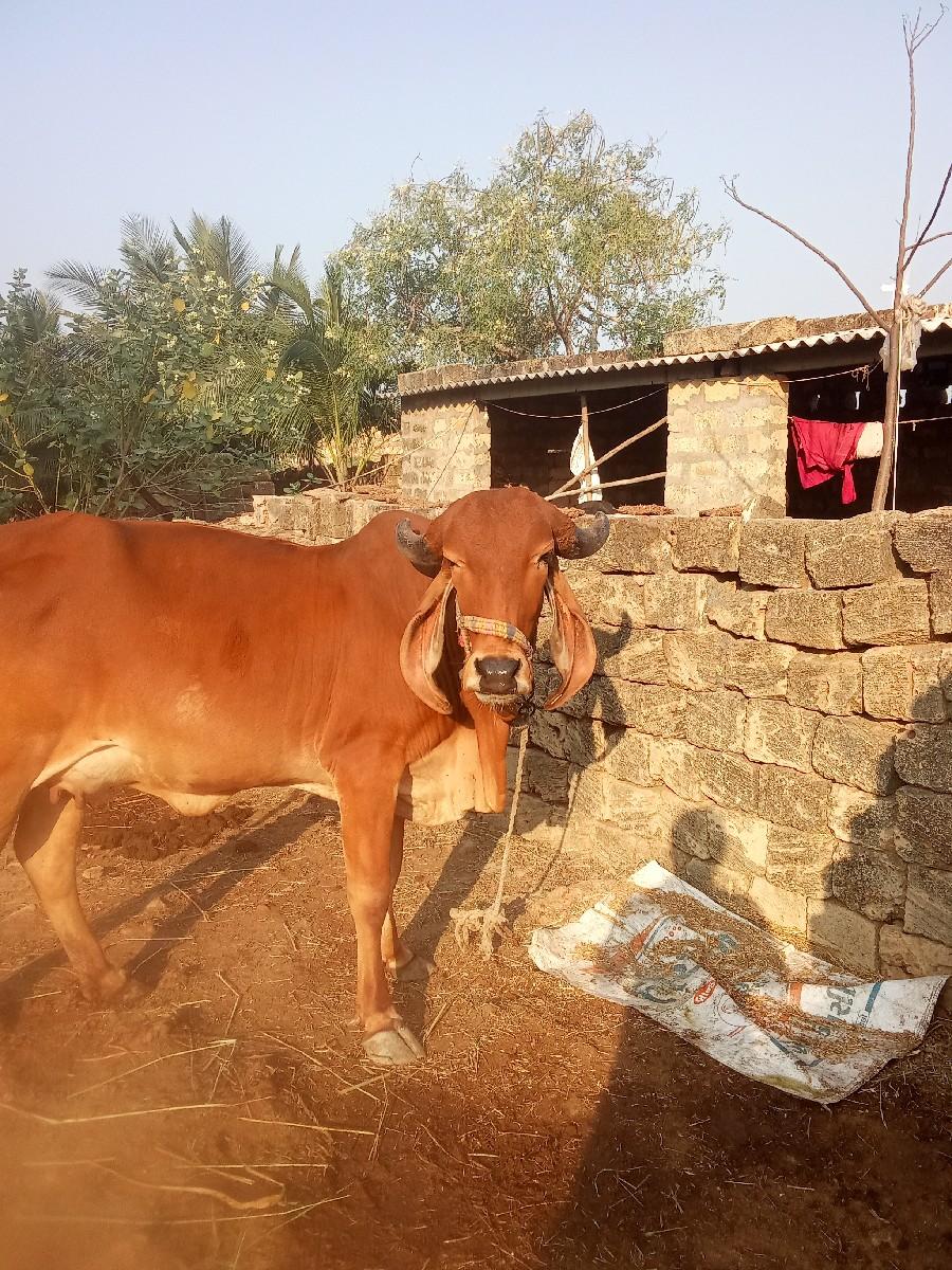 થંબનેલ 2