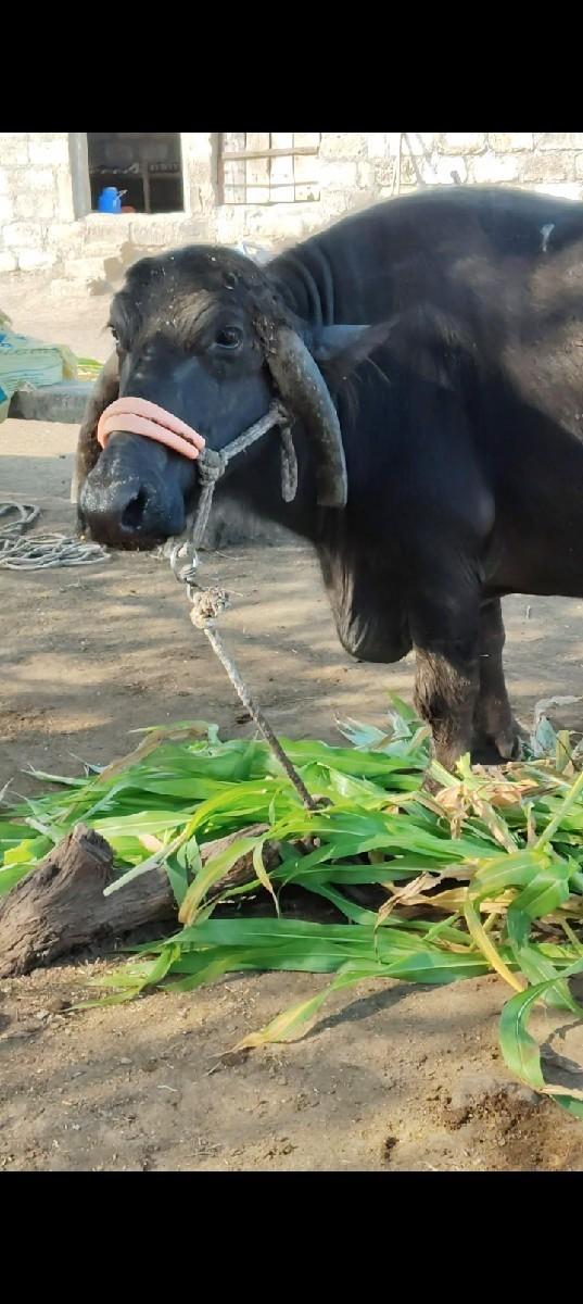 ભેંસ વેચવાની છે પારેટછે