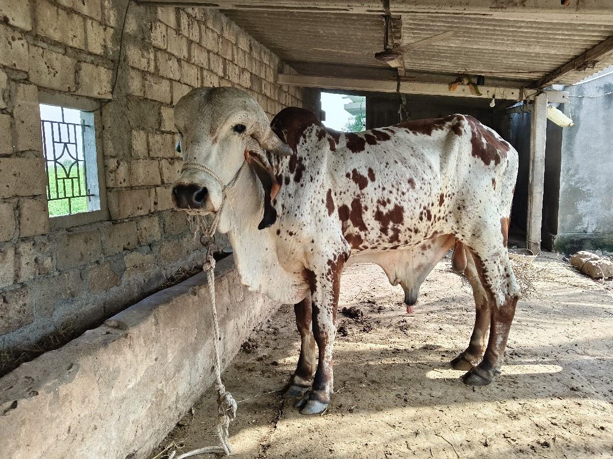 ધણ ખુટ વેચવા નો છે