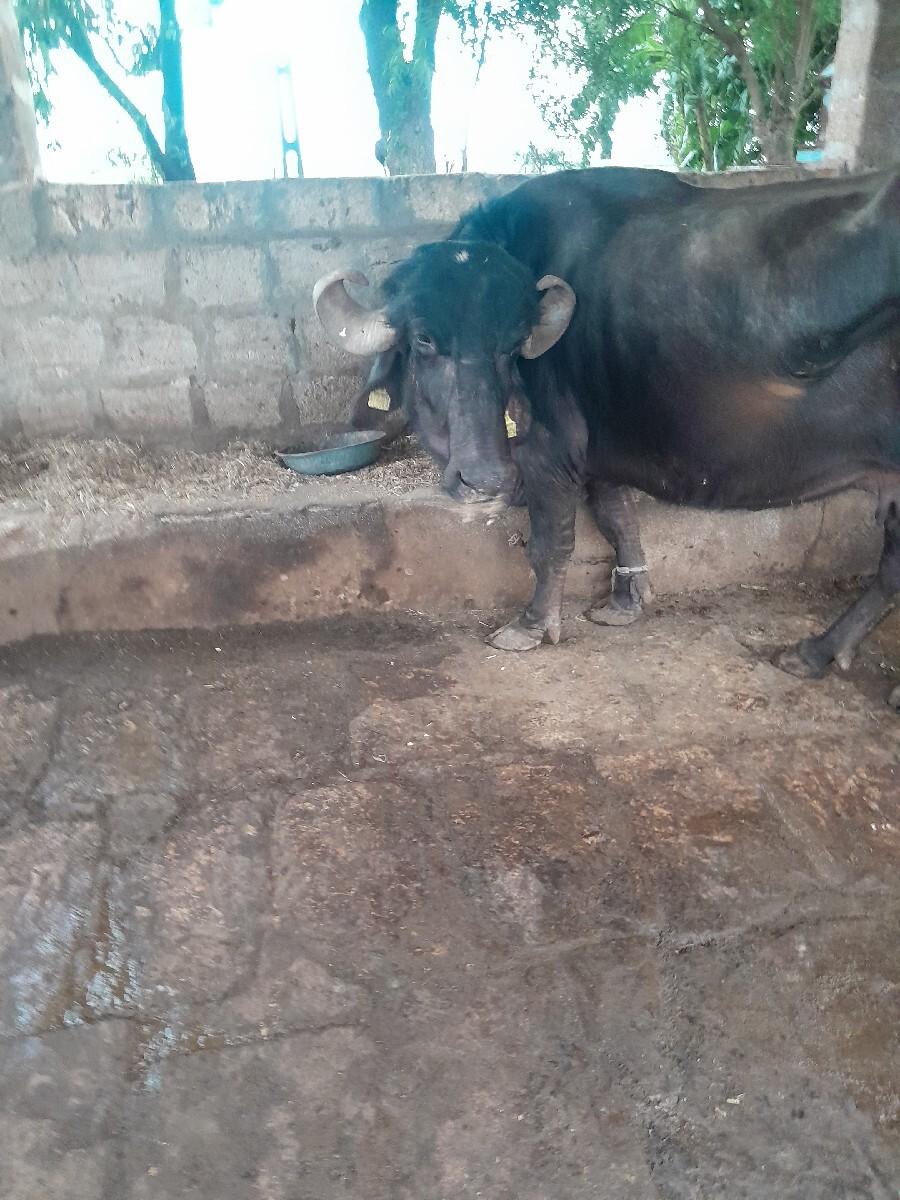 થંબનેલ 3