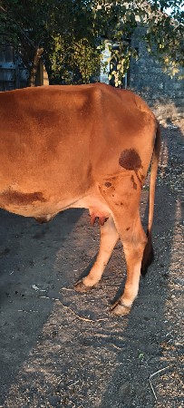 ગાય વેચવાની