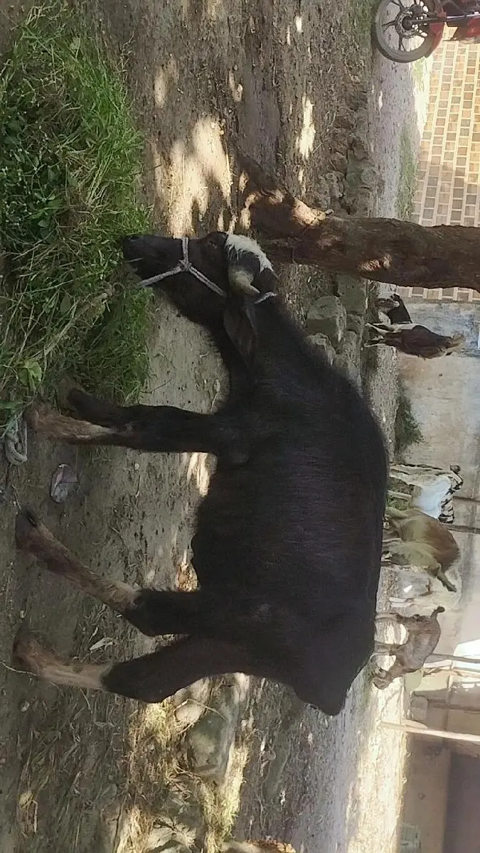 थंबनेल 2