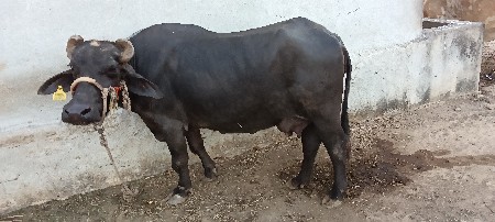 थंबनेल 2