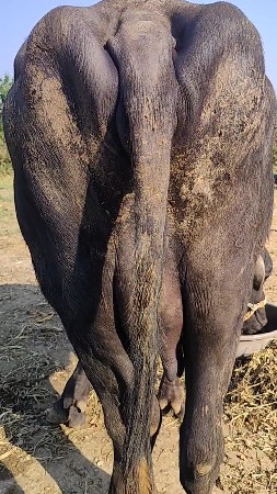 थंबनेल 3