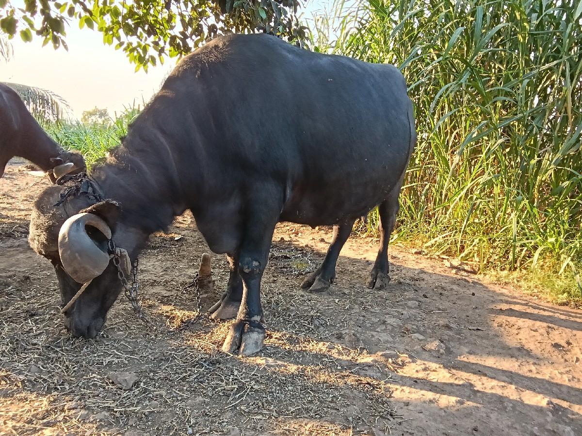 ભેંસ વેચવાની છે