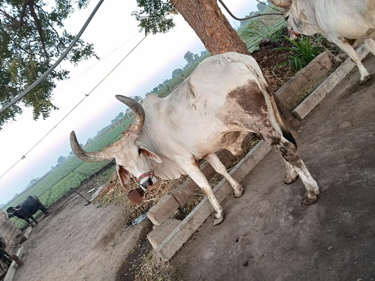 થંબનેલ 2