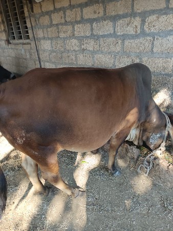 થંબનેલ 3