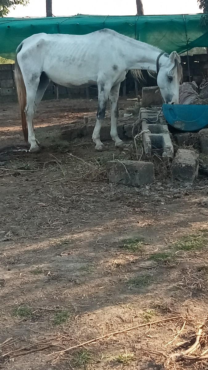 ઘોડી સાટા કરવા